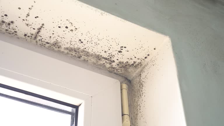 Professional Mold Removal in Fort Clark Springs, TX